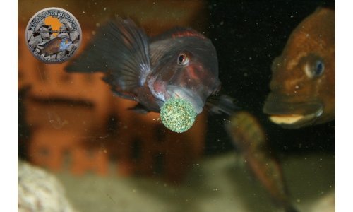 Petrochromis Tropheus Becken